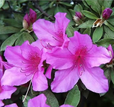 壁紙クロス貼り替え料金