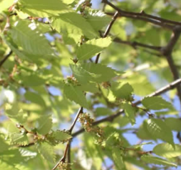 ハイネスワキガ自覚生まれつき